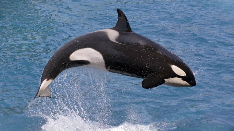 Rođena malena ženka orke, ostalo samo 76 jedinki te skupine na svijetu